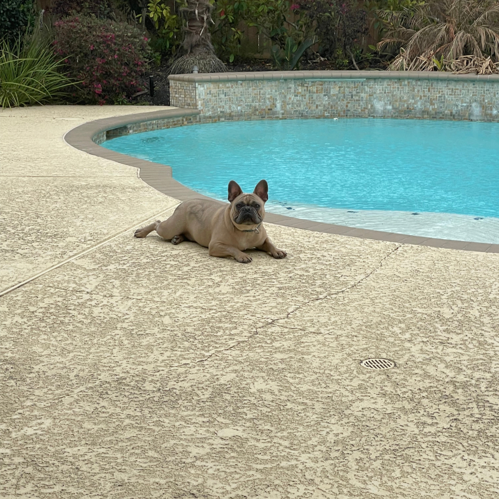 A dog laying next to a pool.